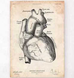 Affiche d'anatomie cardiaque II-Codex Anatomicus