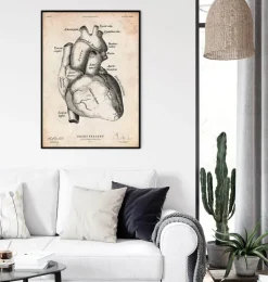 Affiche d'anatomie cardiaque II-Codex Anatomicus