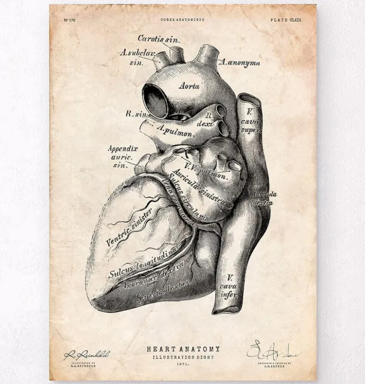 Affiche d'anatomie cardiaque-Codex Anatomicus Discount