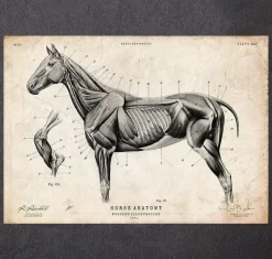 Affiche d'anatomie de cheval III-Codex Anatomicus Outlet