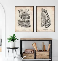 Affiche d'anatomie dentaire-Codex Anatomicus Online