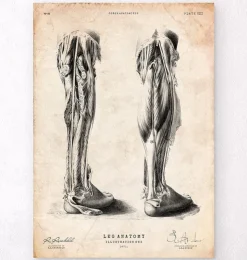Affiche d'anatomie des jambes-Codex Anatomicus Discount