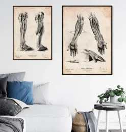 Affiche d'anatomie des jambes-Codex Anatomicus Discount