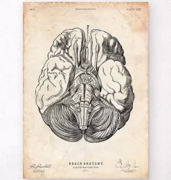 Affiche d'anatomie des parties du cerveau III-Codex Anatomicus New