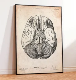 Affiche d'anatomie des parties du cerveau III-Codex Anatomicus New