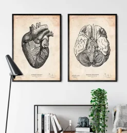 Affiche d'anatomie des parties du cerveau III-Codex Anatomicus New