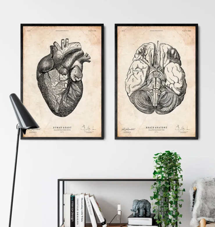 Affiche d'anatomie des parties du cerveau III-Codex Anatomicus New