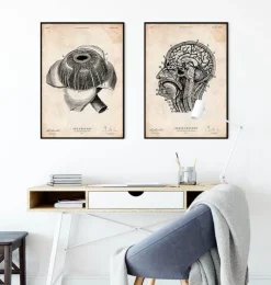 Affiche d'anatomie des yeux-Codex Anatomicus Sale