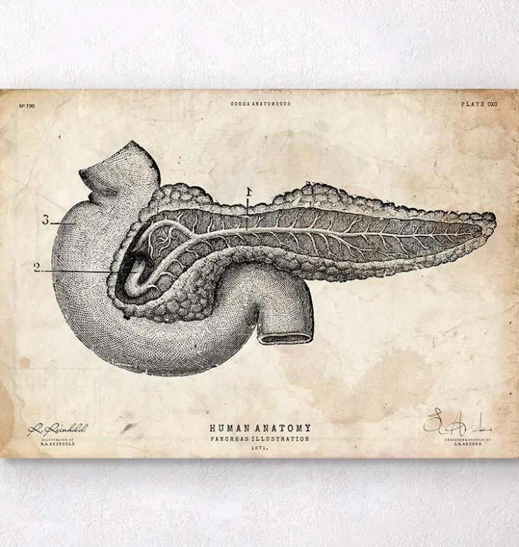 Affiche d'anatomie du pancréas-Codex Anatomicus Outlet