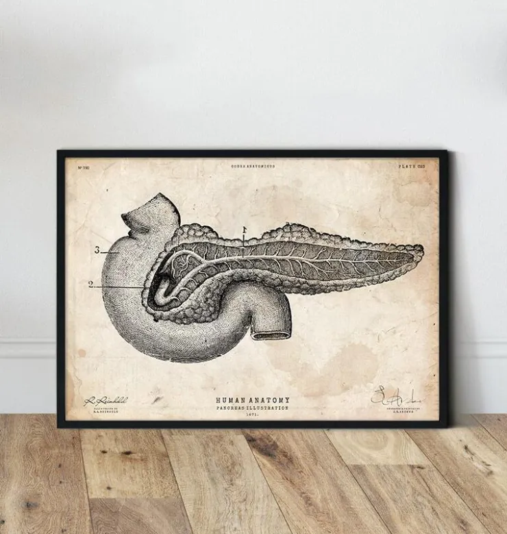 Affiche d'anatomie du pancréas-Codex Anatomicus Outlet