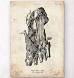 Affiche d'anatomie du pied-Codex Anatomicus Hot