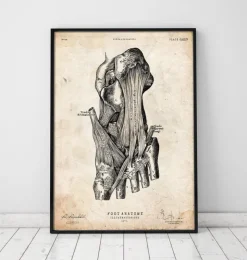 Affiche d'anatomie du pied-Codex Anatomicus Hot