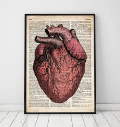 Anatomie cardiaque - Dictionnaire-Codex Anatomicus Hot