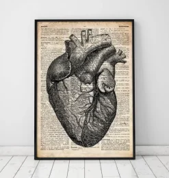 Anatomie cardiaque - Dictionnaire-Codex Anatomicus New