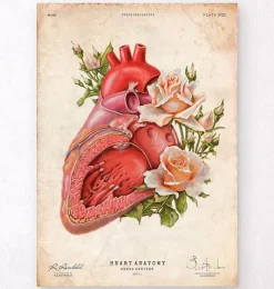 Anatomie cardiaque - Floral - Vieux papiers-Codex Anatomicus Online