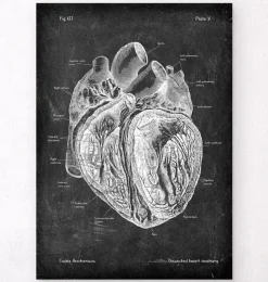 Anatomie cardiaque disséquée - Chalkboard-Codex Anatomicus Outlet