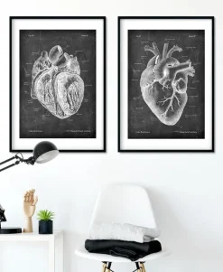 Anatomie cardiaque disséquée - Chalkboard-Codex Anatomicus Outlet
