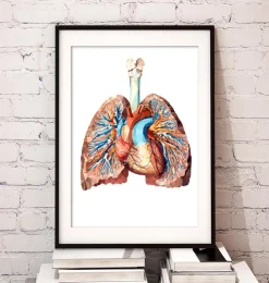 Anatomie cardiaque et pulmonaire II-Codex Anatomicus Online