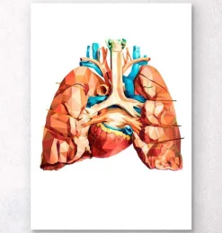 Anatomie cardiaque et pulmonaire-Codex Anatomicus New