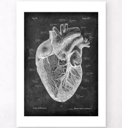 Anatomie cardiaque I - Chalkboard-Codex Anatomicus Online