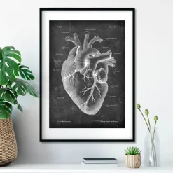 Anatomie cardiaque II - Chalkboard-Codex Anatomicus Clearance