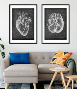 Anatomie cardiaque II - Chalkboard-Codex Anatomicus Clearance