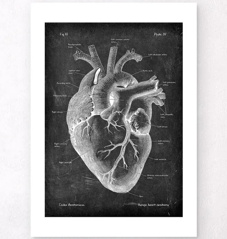 Anatomie cardiaque II - Chalkboard-Codex Anatomicus Clearance