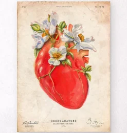 Anatomie cardiaque II - Floral - Vieux papier-Codex Anatomicus Best