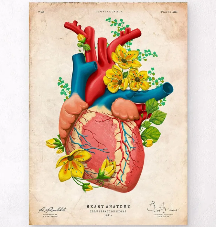 Anatomie cardiaque III - Floral - Vintage-Codex Anatomicus Clearance