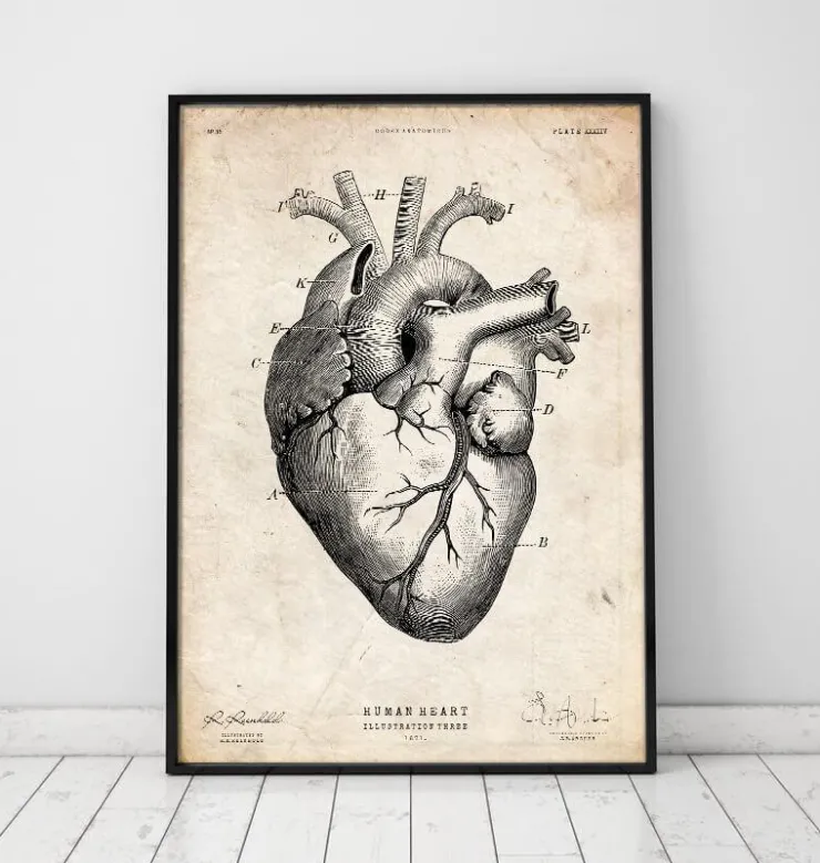 Anatomie cardiaque V-Codex Anatomicus