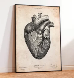 Anatomie cardiaque VII-Codex Anatomicus Sale