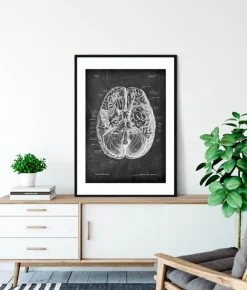 Anatomie cérébrale I - Chalkboard-Codex Anatomicus Outlet