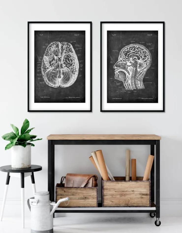 Anatomie cérébrale I - Chalkboard-Codex Anatomicus Outlet