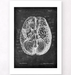 Anatomie cérébrale I - Chalkboard-Codex Anatomicus Outlet