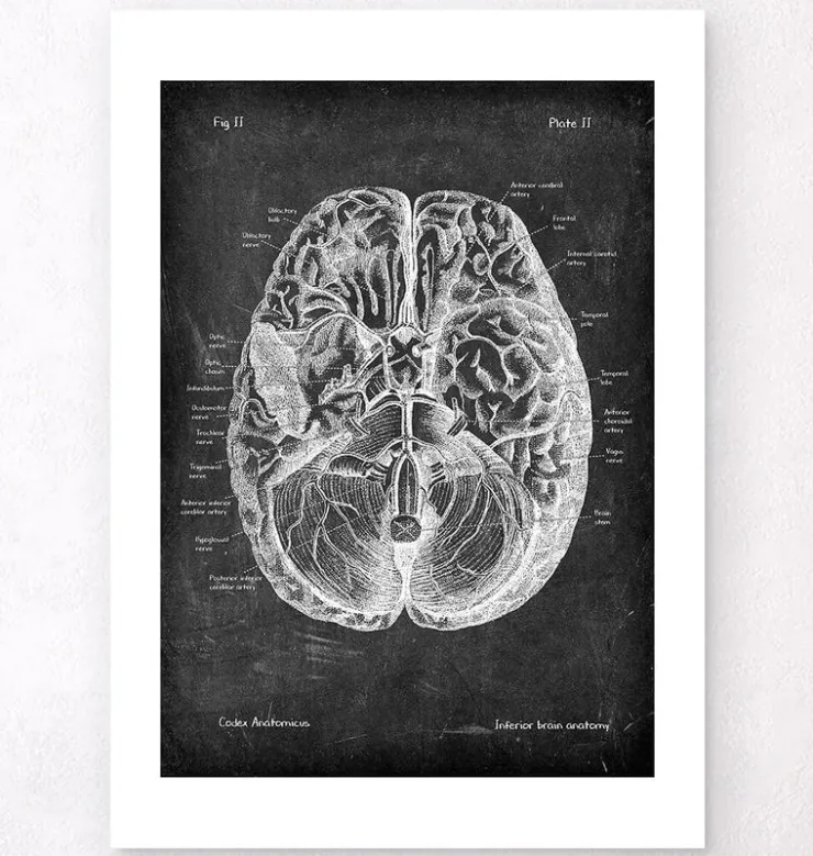 Anatomie cérébrale I - Chalkboard-Codex Anatomicus Outlet