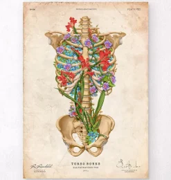 Anatomie de la cage thoracique II - Floral - Vintage-Codex Anatomicus Outlet