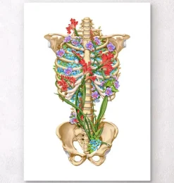Anatomie de la cage thoracique - Floral - Blanc-Codex Anatomicus Online