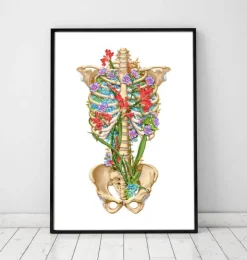 Anatomie de la cage thoracique - Floral - Blanc-Codex Anatomicus Online