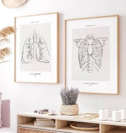 Anatomie de la cage thoracique - Line Art-Codex Anatomicus Outlet