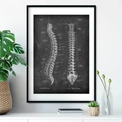 Anatomie de la colonne vertébrale - Chalkboard-Codex Anatomicus Outlet