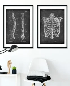 Anatomie de la colonne vertébrale - Chalkboard-Codex Anatomicus Outlet