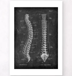 Anatomie de la colonne vertébrale - Chalkboard-Codex Anatomicus Outlet