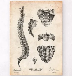 Anatomie de la colonne vertébrale-Codex Anatomicus Discount