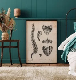 Anatomie de la colonne vertébrale-Codex Anatomicus Discount