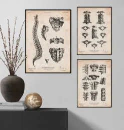 Anatomie de la colonne vertébrale-Codex Anatomicus Discount