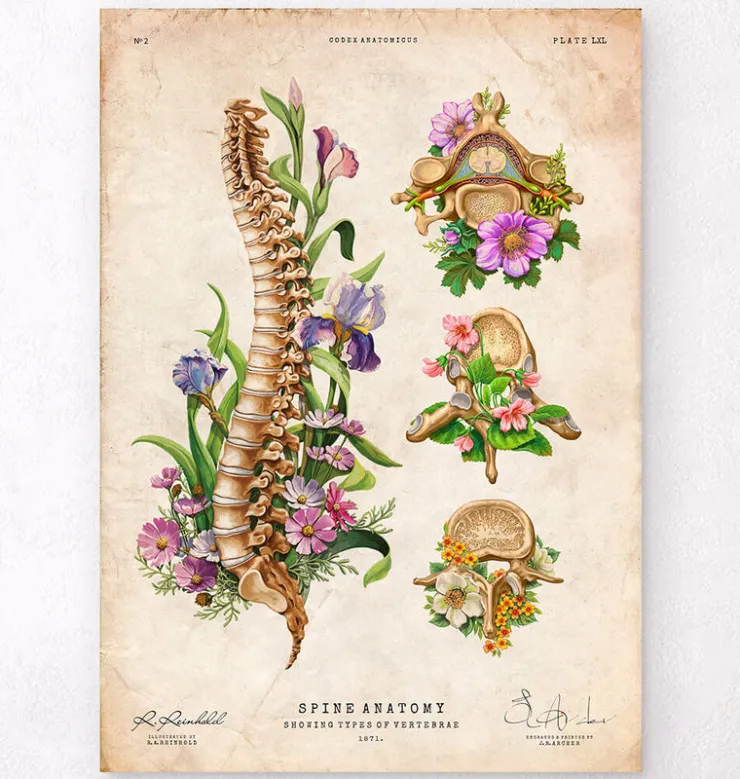 Anatomie de la colonne vertébrale - Floral - Vintage-Codex Anatomicus New