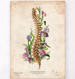 Anatomie de la colonne vertébrale - Floral - Vieux papier-Codex Anatomicus Outlet
