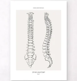 Anatomie de la colonne vertébrale - Line Art-Codex Anatomicus Online