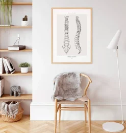 Anatomie de la colonne vertébrale - Line Art-Codex Anatomicus Online