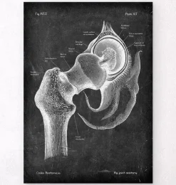 Anatomie de la hanche - Chalkboard-Codex Anatomicus Outlet